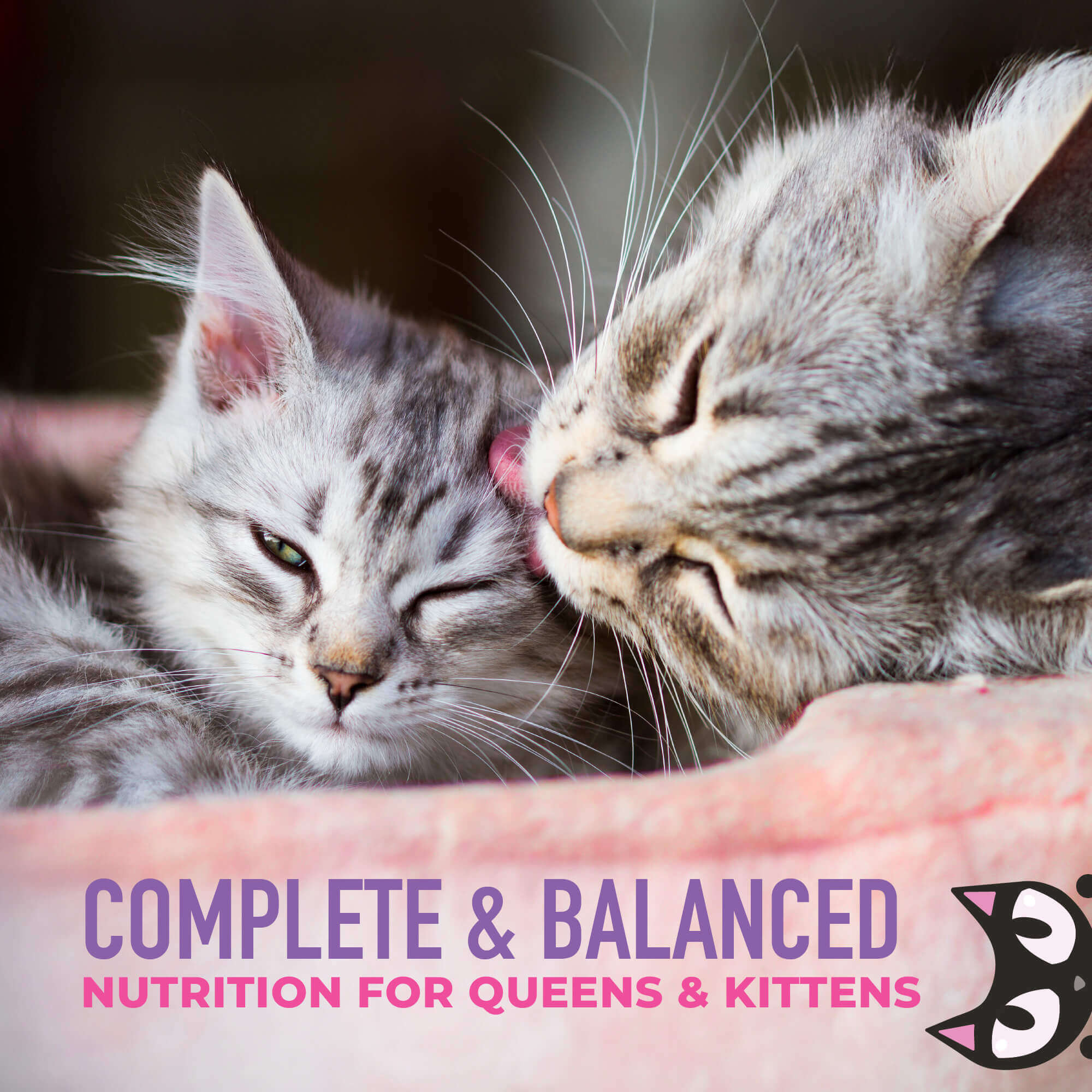 Tiki Baby Cat Weaning Puree Chicken & Chicken Liver Recipe in Broth - Image 4