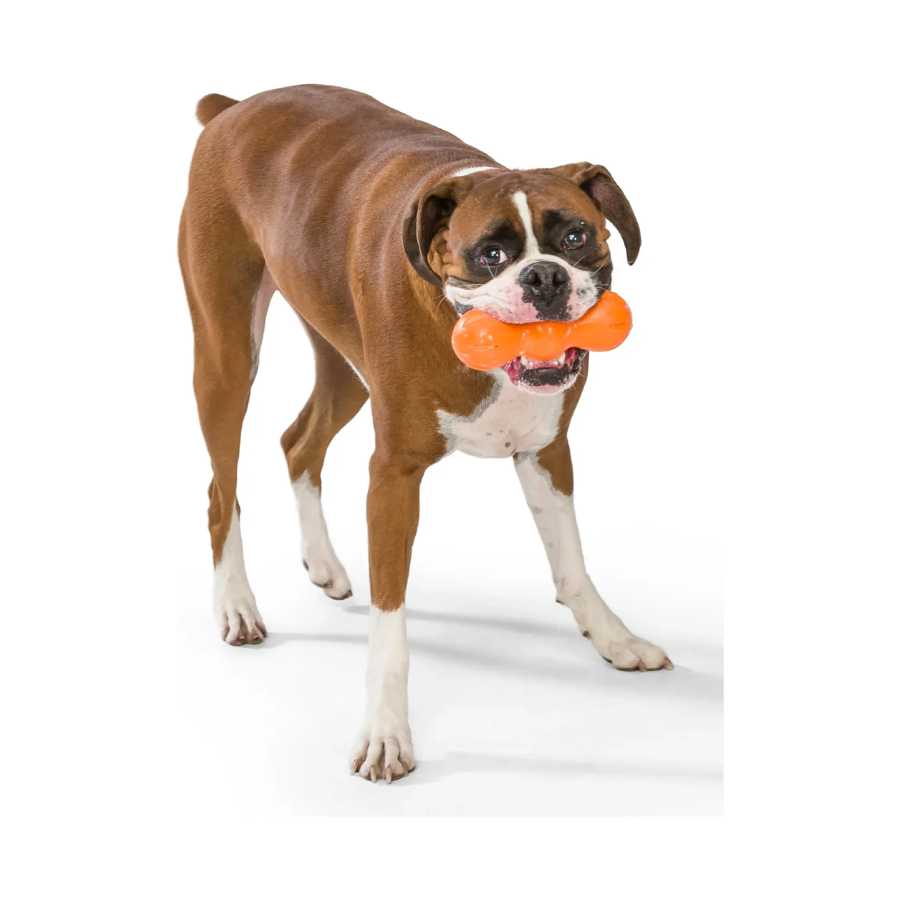 West Paws Zogoflex Rumpus Dog Toy - Image 3