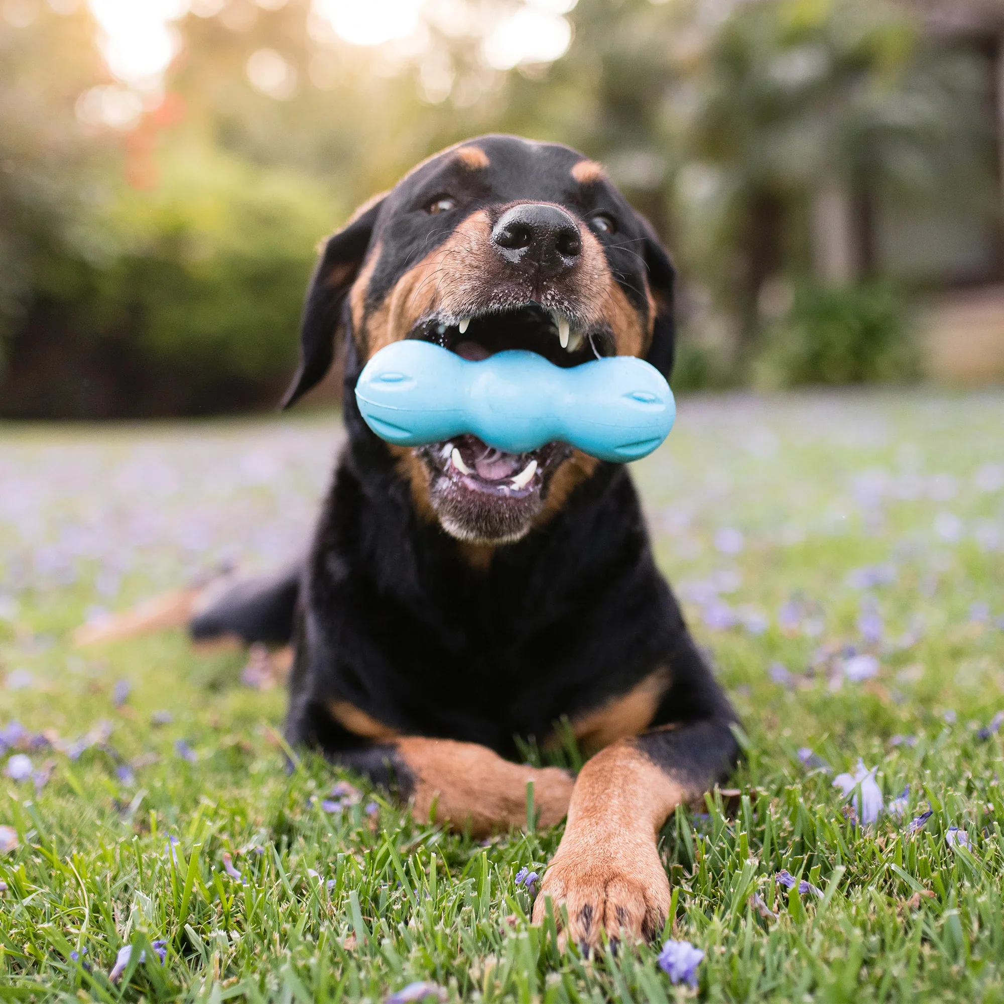 West Paws Zogoflex Rumpus Dog Toy - Image 5