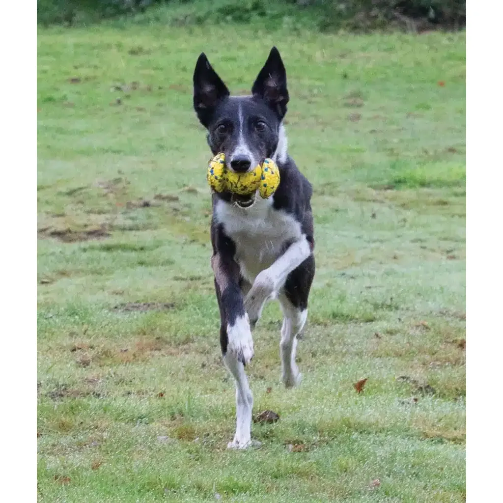 Zeus Nitro Weighted Grip Ball Dog Toy - Image 5
