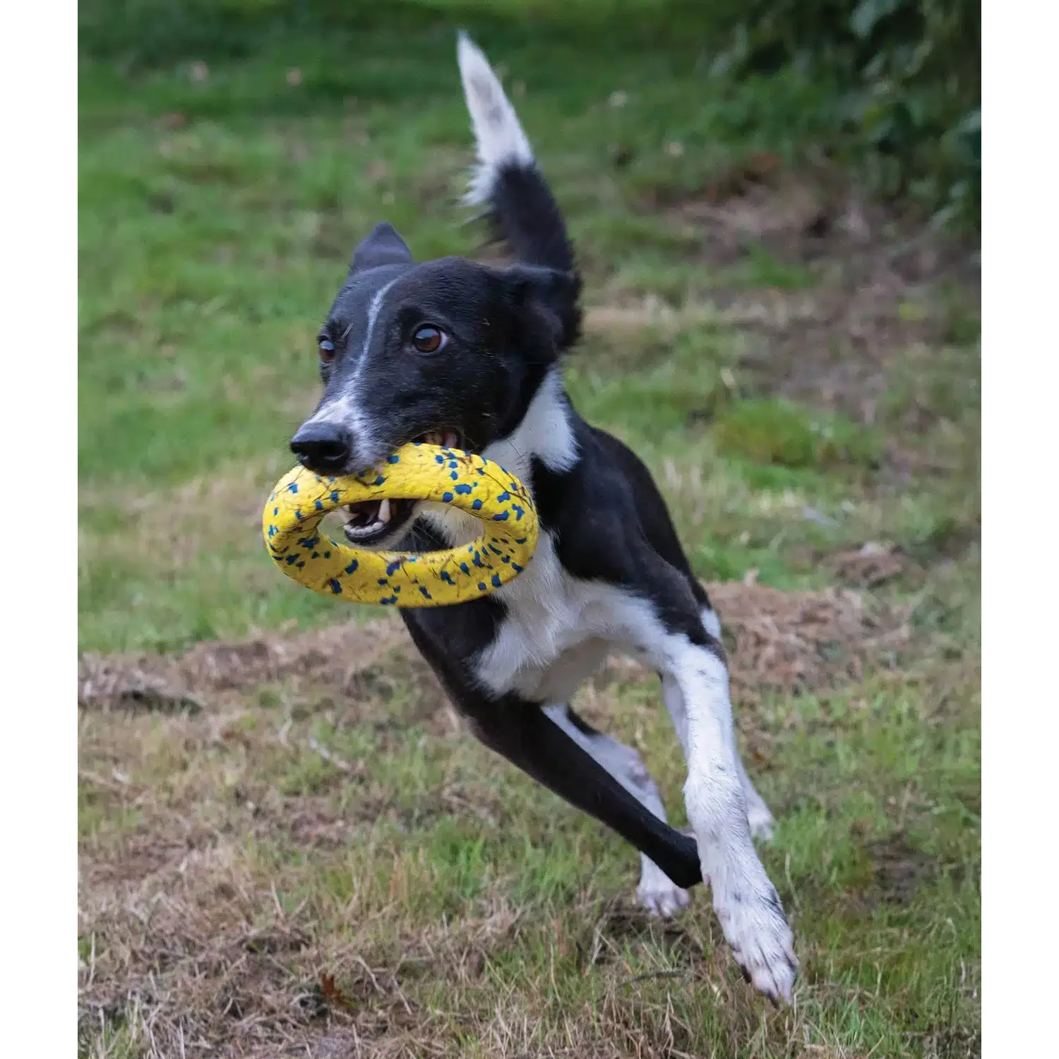 Zeus Nitro Ring Dog Toy - Image 5