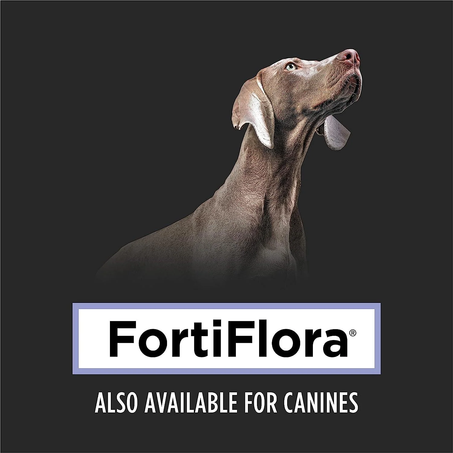 Purina Pro Plan Veterinary FortiFlora Probiotic Cat Supplement - Image 8