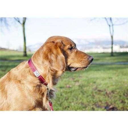 RC Adjustable Dog Collar Primary Red - Image 2