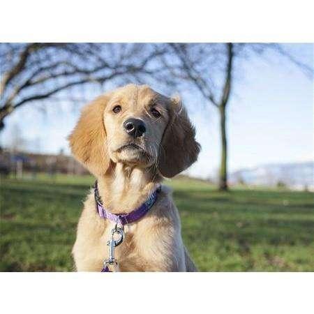 RC Adjustable Dog Collar Primary Red - Image 3