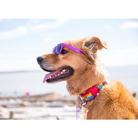 RC Dog Collar Lemonade Wide - Image 4