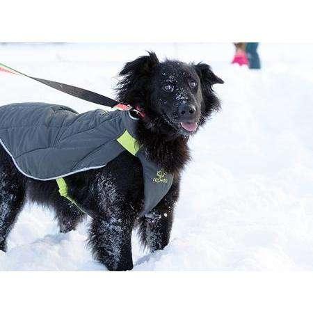 RC Dog Nimbus Puffer Royal Blue & Blue - Image 3