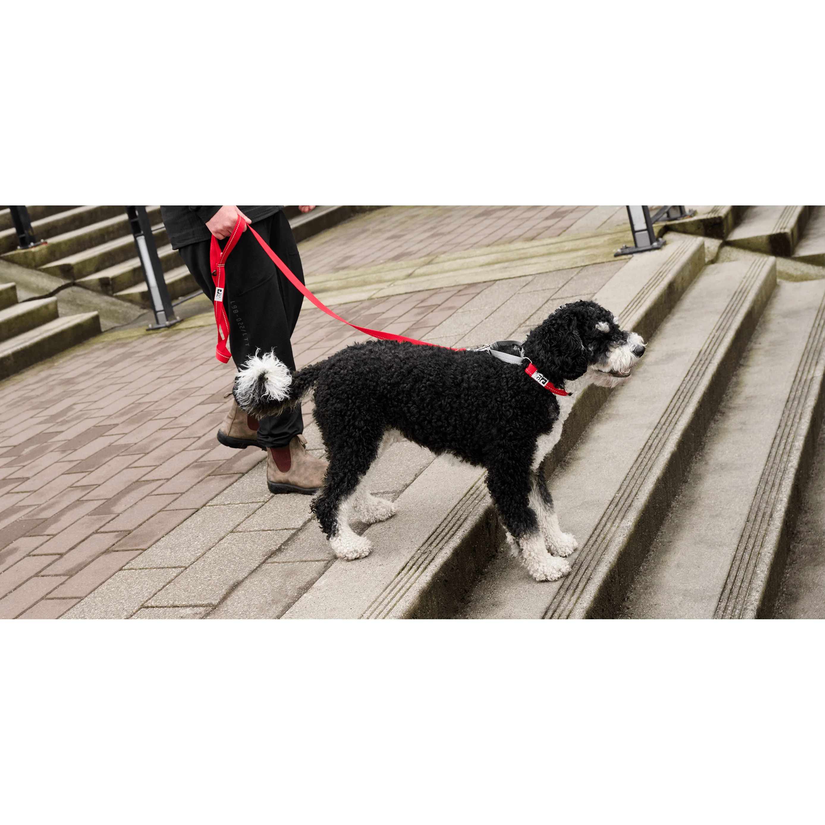 Rc Dog Web Training Clip Primary Black - Image 2