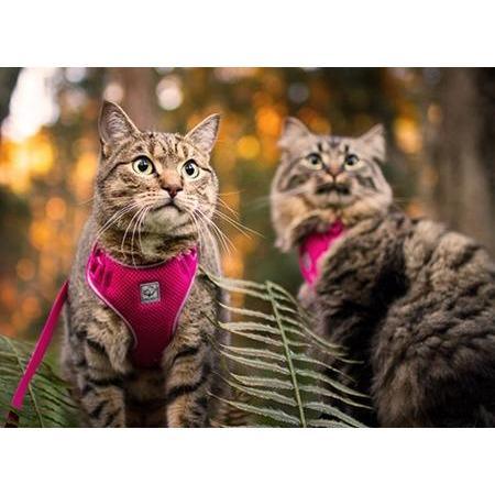 RC Kitty Adventure Harness Black - Image 2