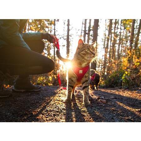 RC Kitty Adventure Harness Teal - Image 2