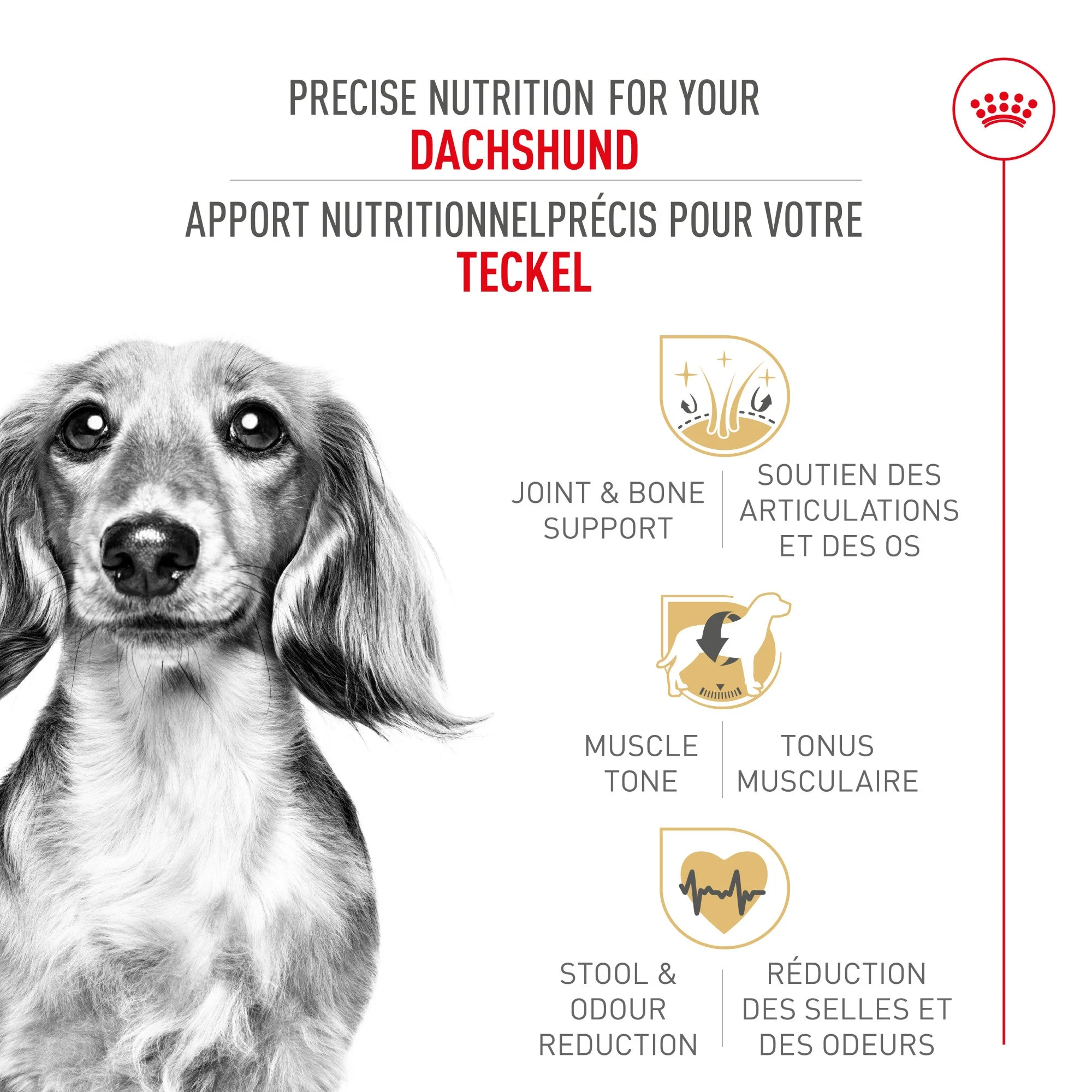 Royal Canin Breed Health Nutrition Dachshund Adult Dry Dog Food - Image 2