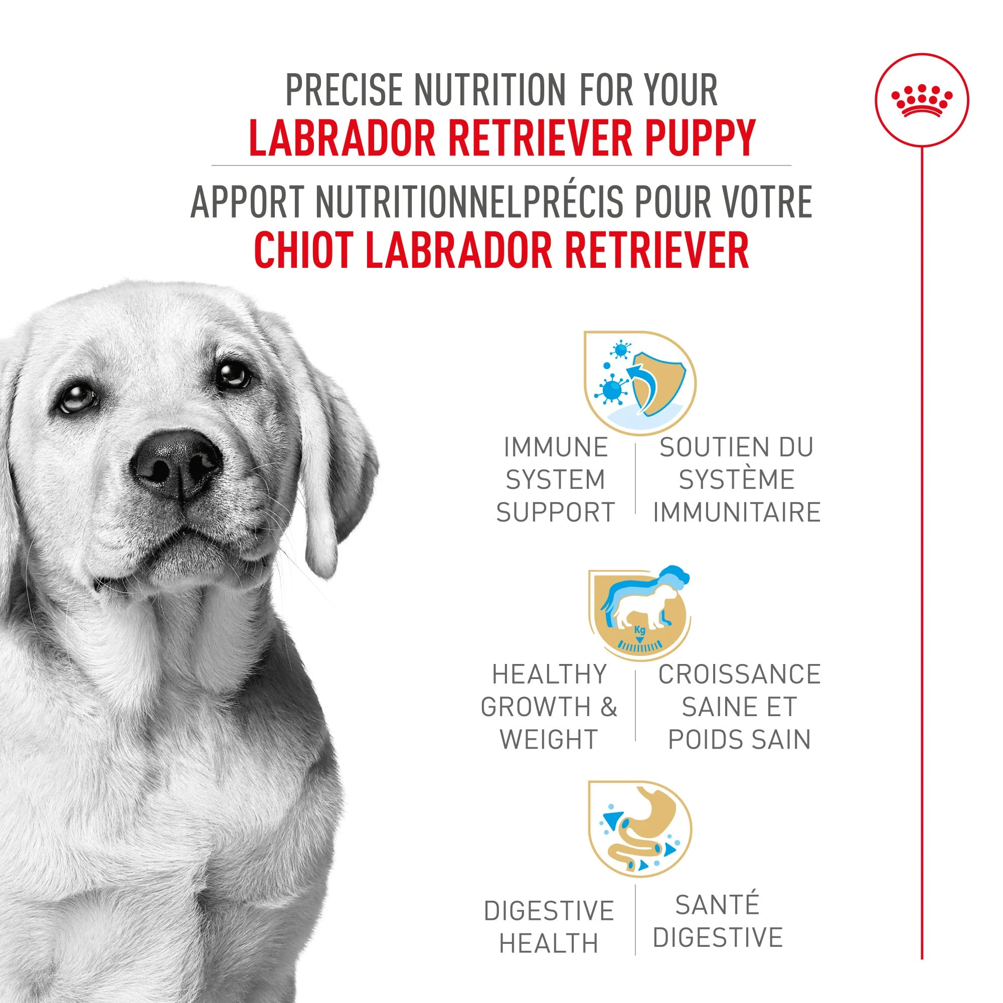 Royal Canin® Breed Health Nutrition® Labrador Retriever Puppy Dry Puppy Food - Image 2