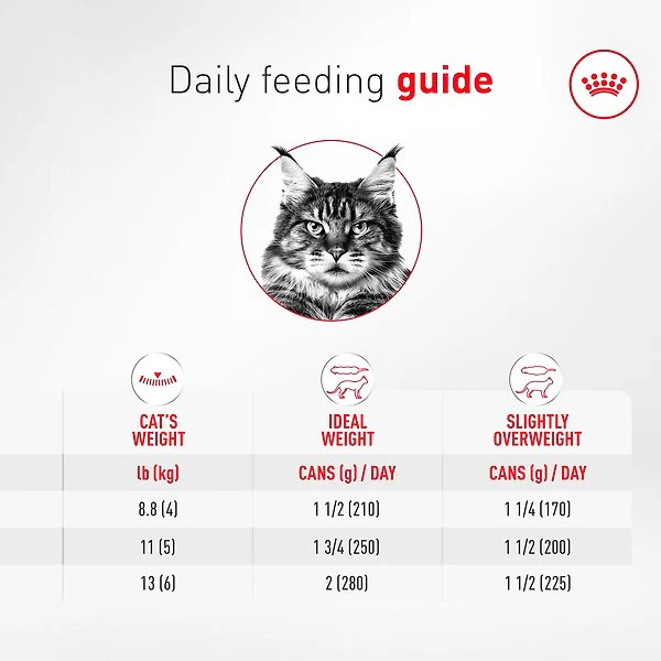 Royal Canin Feline Health Nutrition Aging 11+ Ultra Soft Mousse In Sauce Wet Canned Cat Food - Image 8