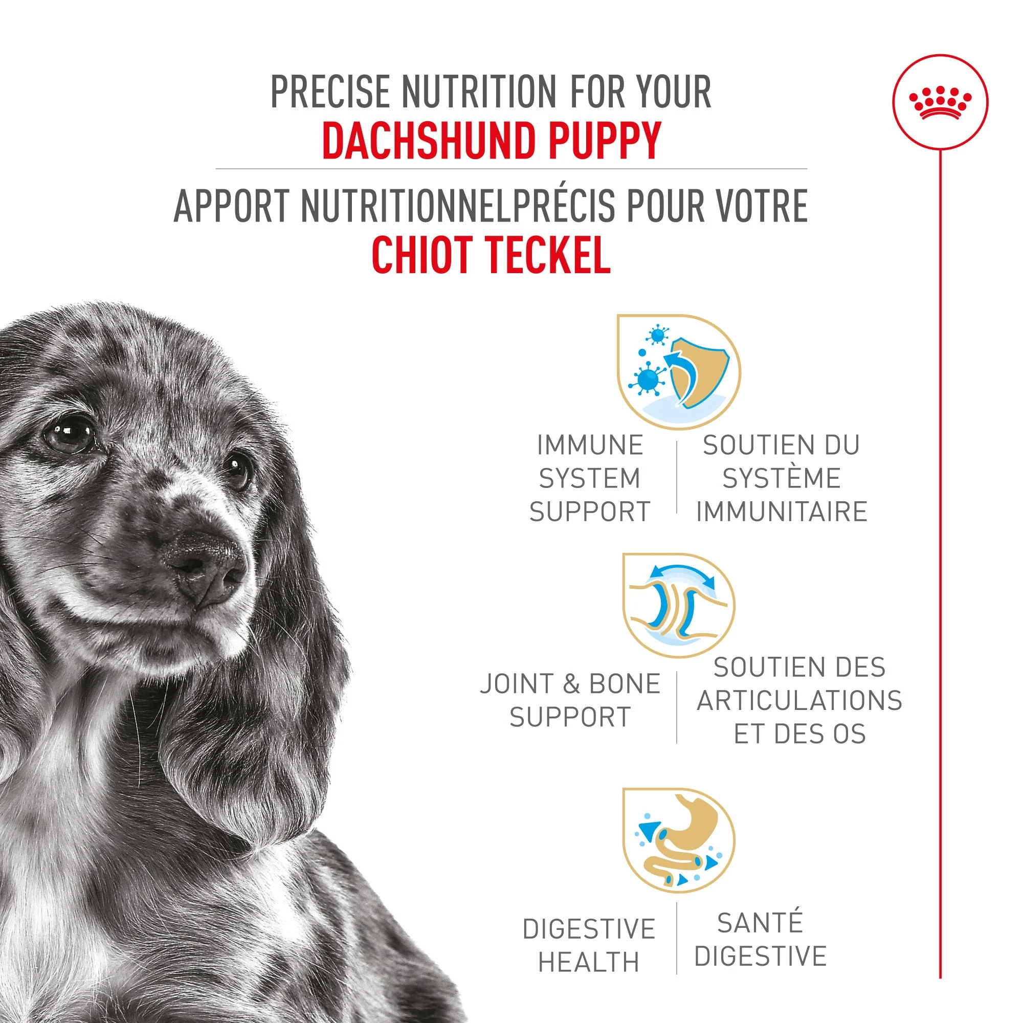 Royal Canin Dachshund Puppy Food - Image 2
