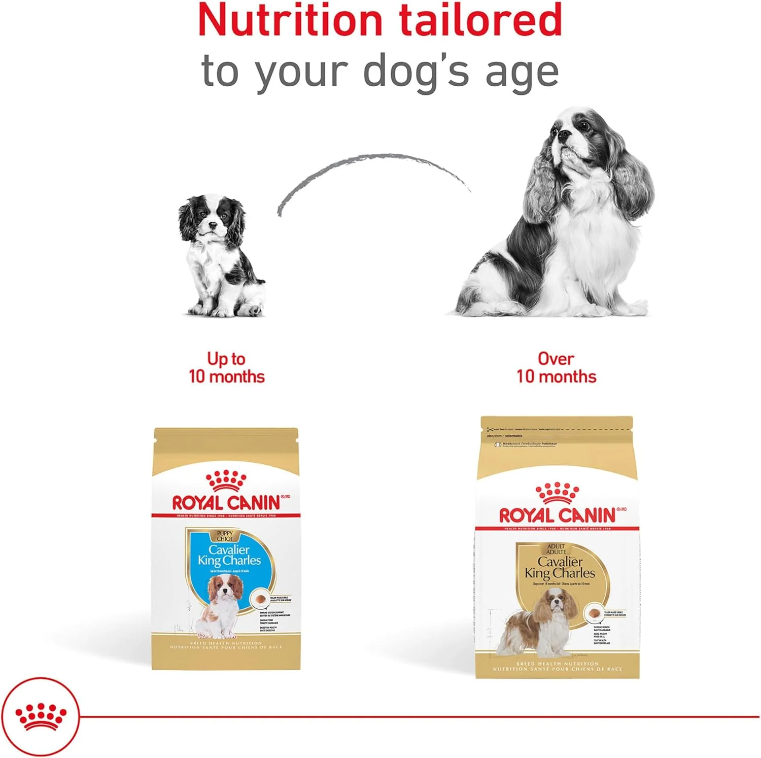Royal Canin Breed Health Nutrition Cavalier King Charles Puppy Dry Dog Food - Image 8