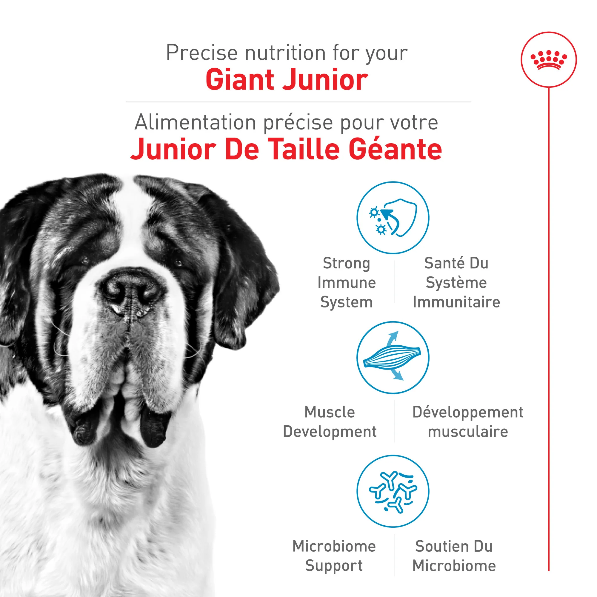 Royal Canin Dog Food Giant Breed Junior - Image 2