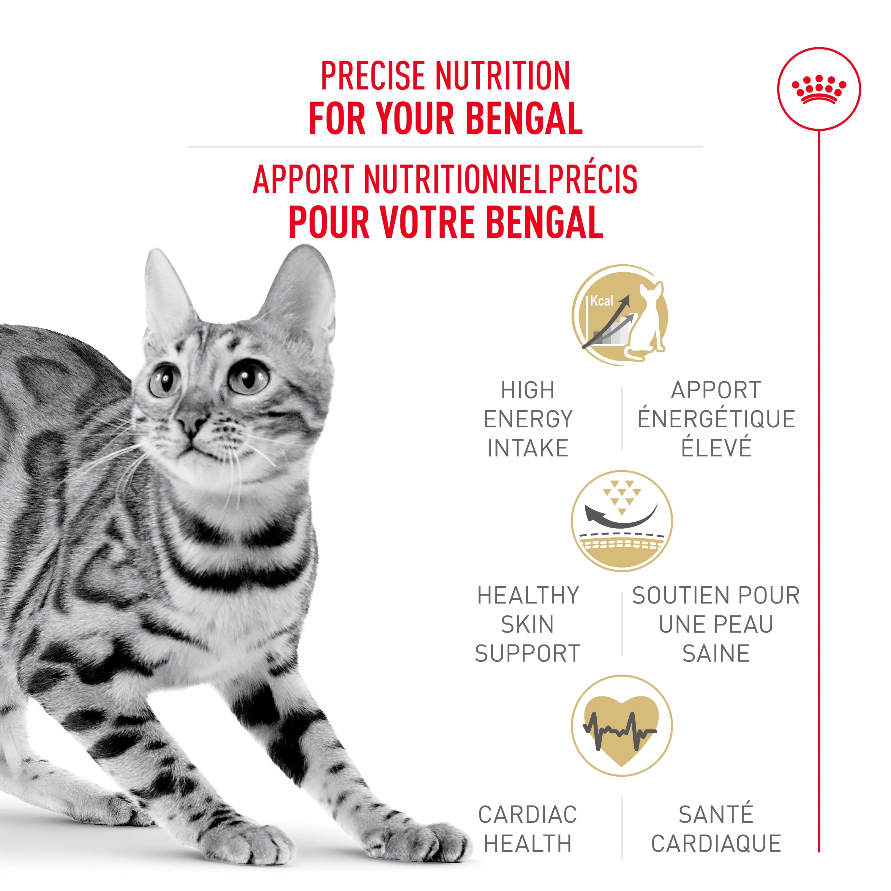 Royal Canin Feline Breed Nutrition Bengal Adult Dry Cat Food - Image 2