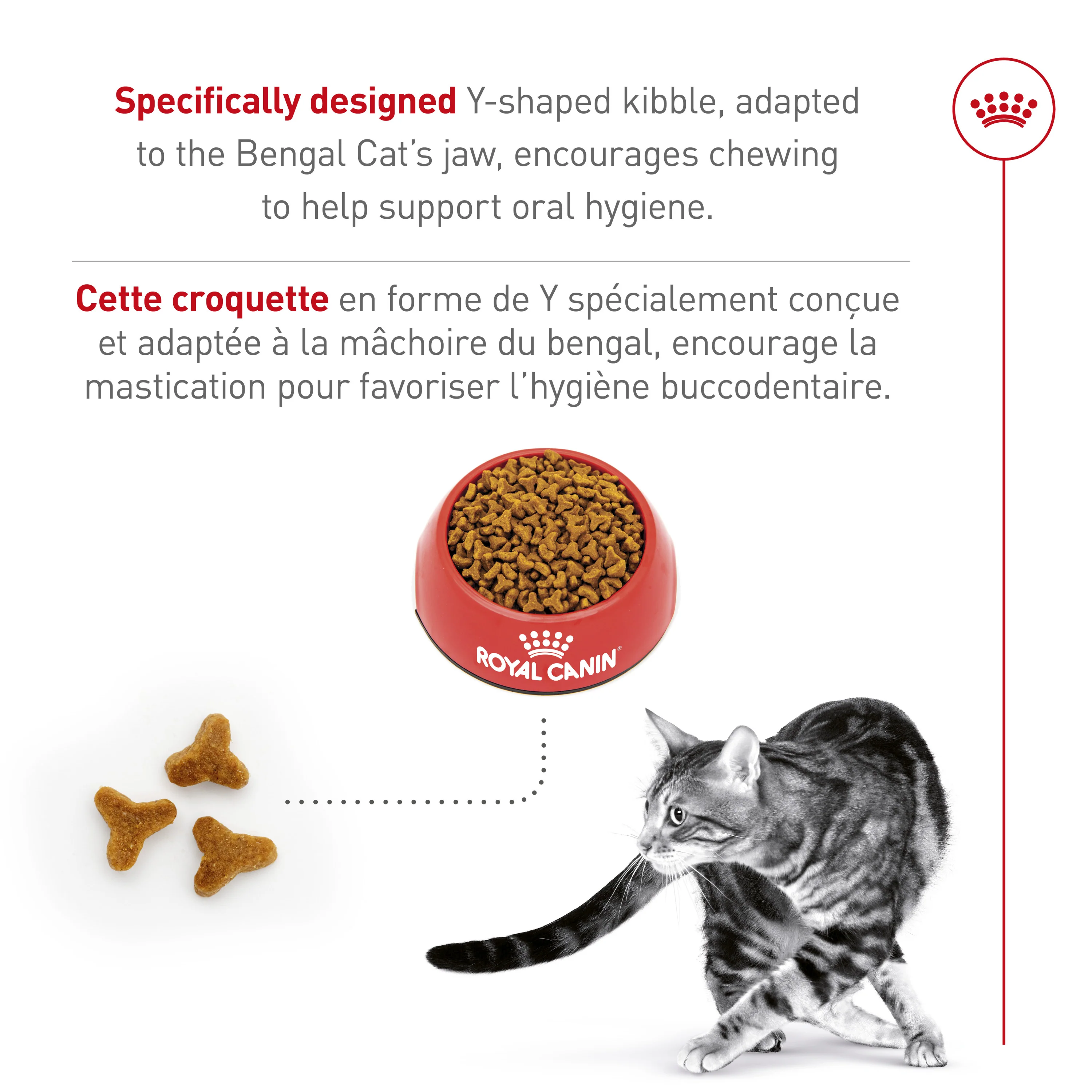 Royal Canin Feline Breed Nutrition Bengal Adult Dry Cat Food - Image 3
