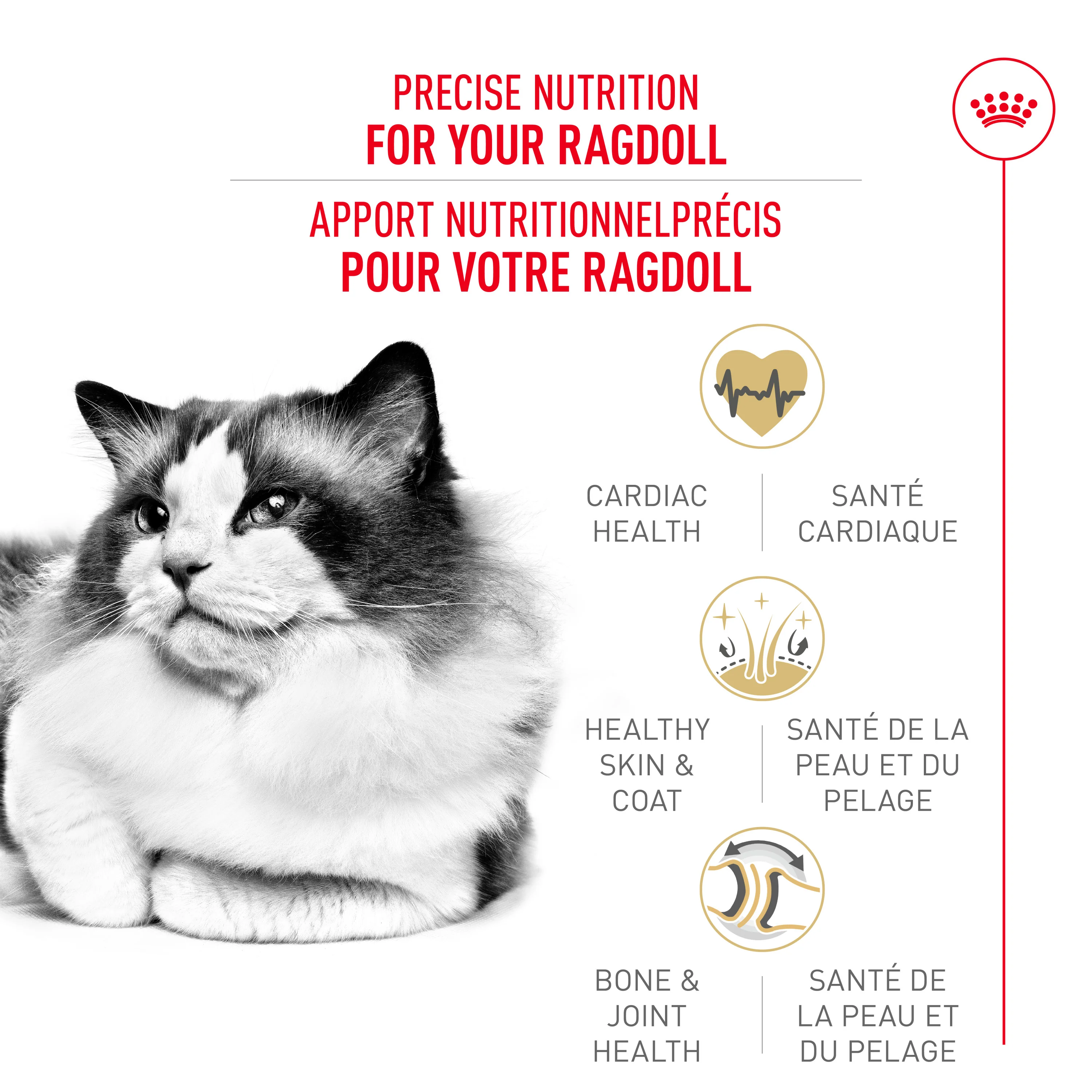 Royal Canin Feline Breed Nutrition Ragdoll Adult Dry Cat Food - Image 2