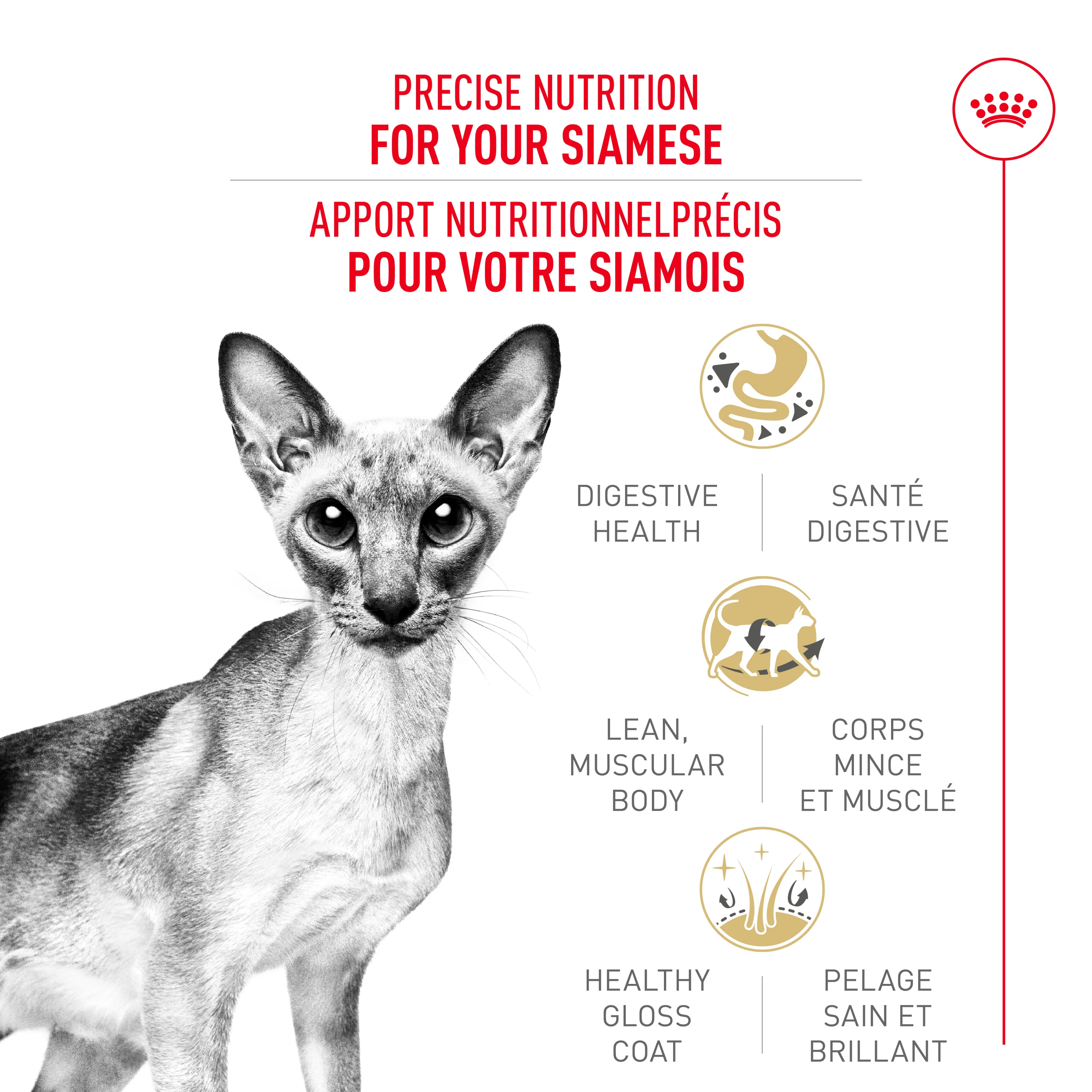 Royal Canin Feline Breed Nutrition Siamese Adult Dry Cat Food - Image 2