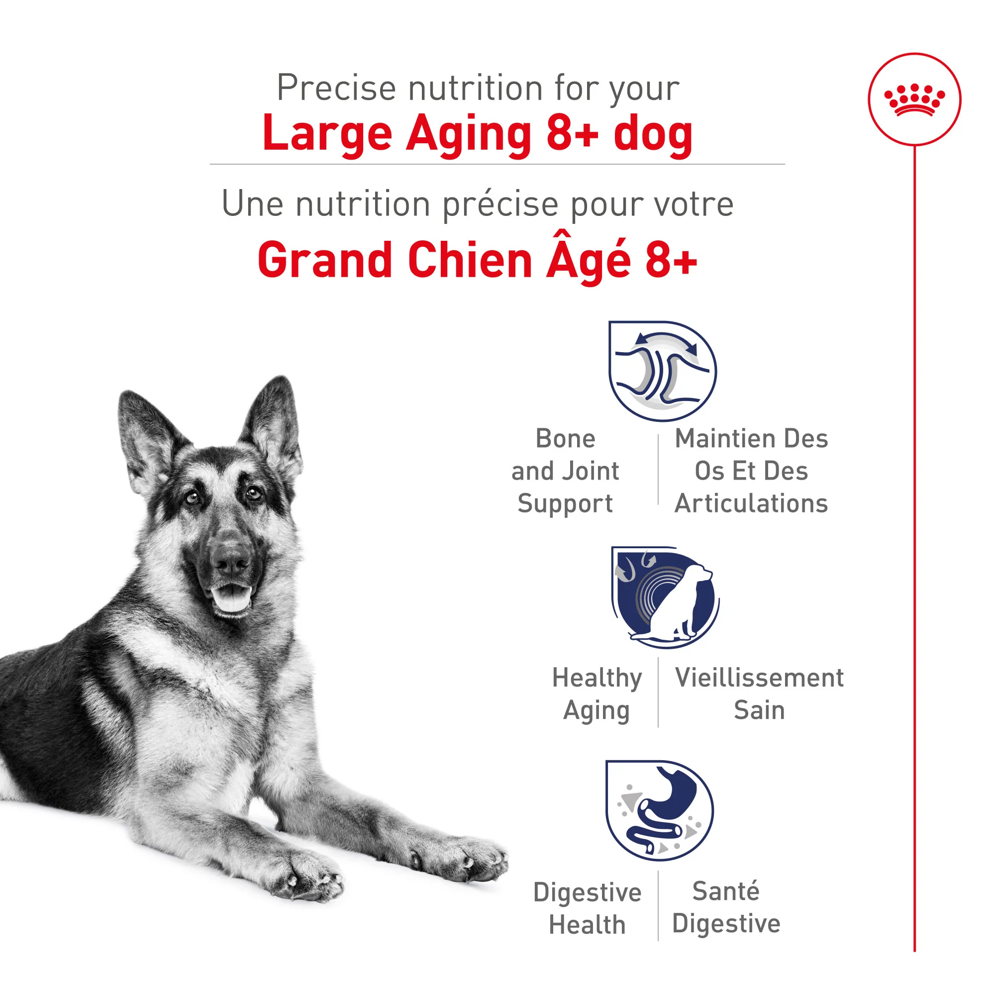 Royal Canin Large Aging 8+ Dry Dog Food - Image 3