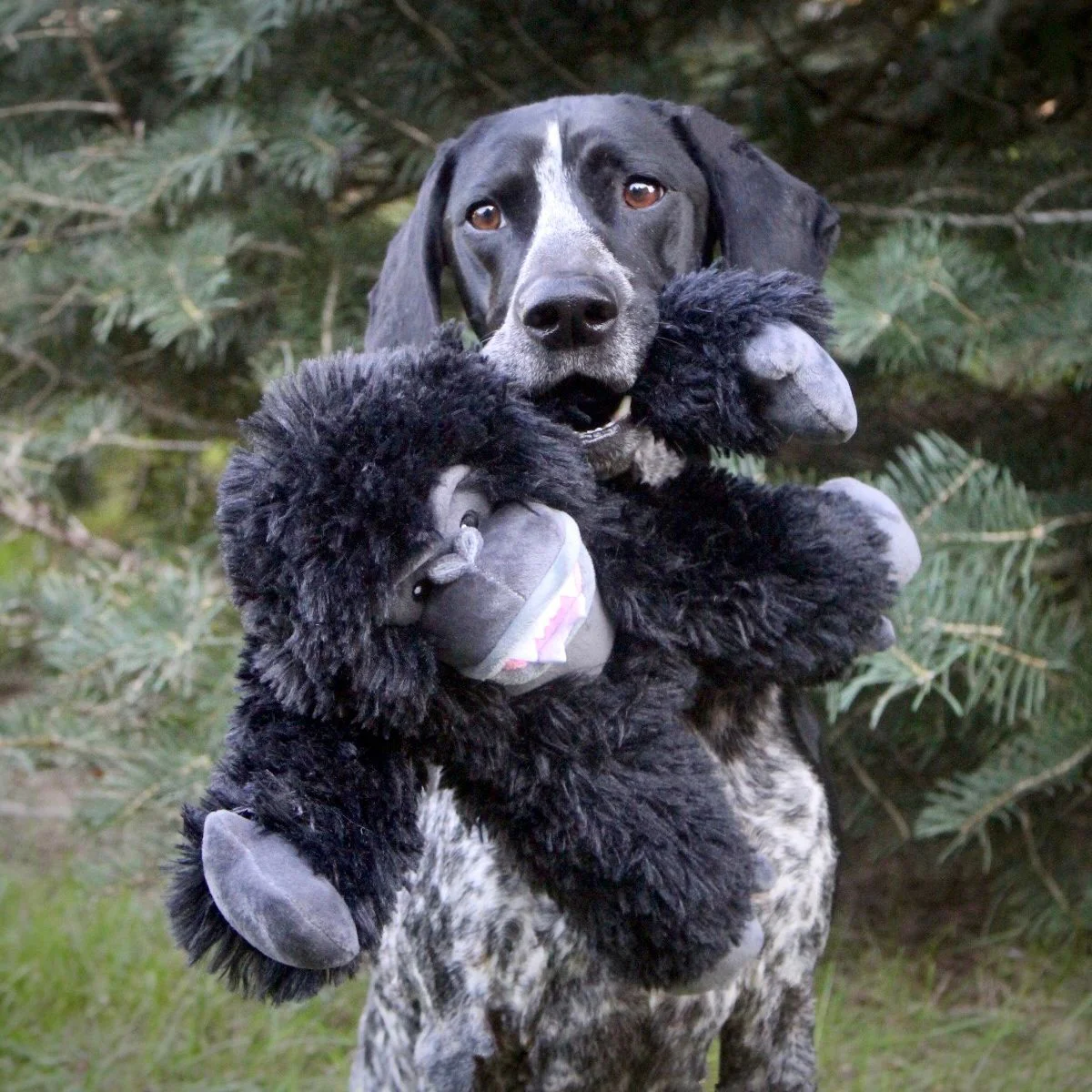 Tall Tails Plush Gorilla With Squeaker & Interior Rope Dog Toy - Image 6