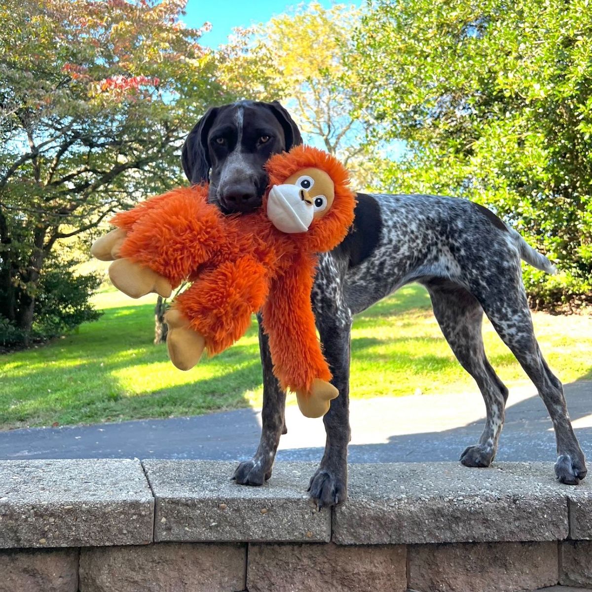 Tall Tails Plush Orangutan With Squeaker & Interior Rope Dog Toy - Image 6