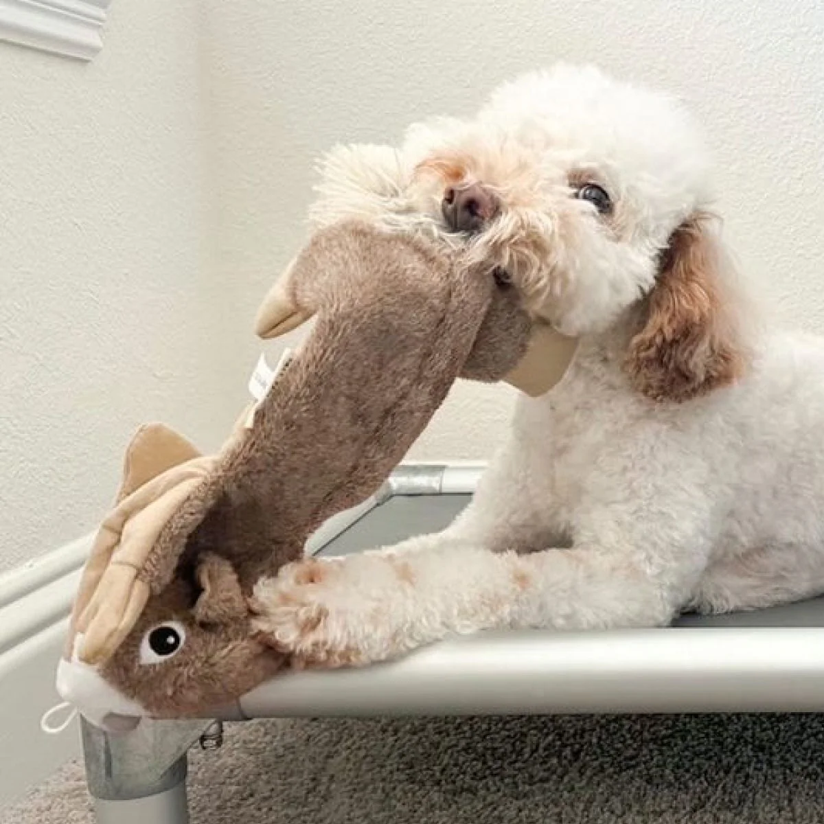 Tall Tails Plush Stuffless Squirrel With Squeaker, Crinkle, & Rope Dog Toy - Image 5