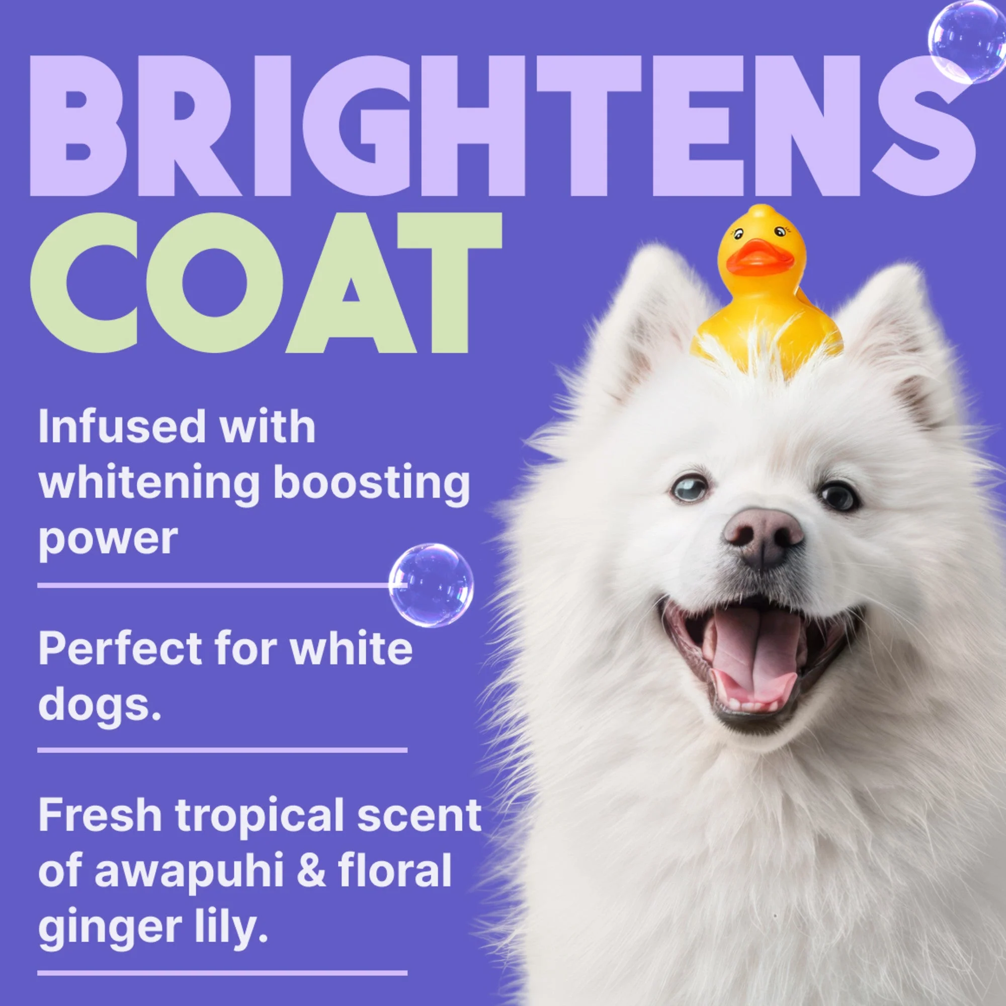 TropiClean Awapuhi & Coconut Whitening Shampoo for Pets - Image 5
