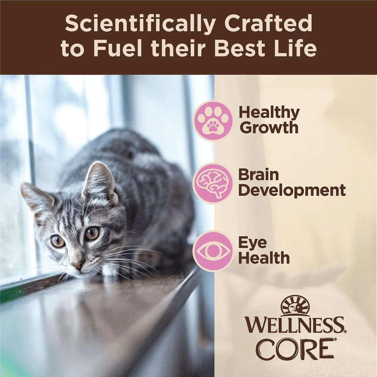 Wellness CORE Tiny Tasters Kitten Pâté Chicken Recipe in Sauce Wet Cat Food - Image 2