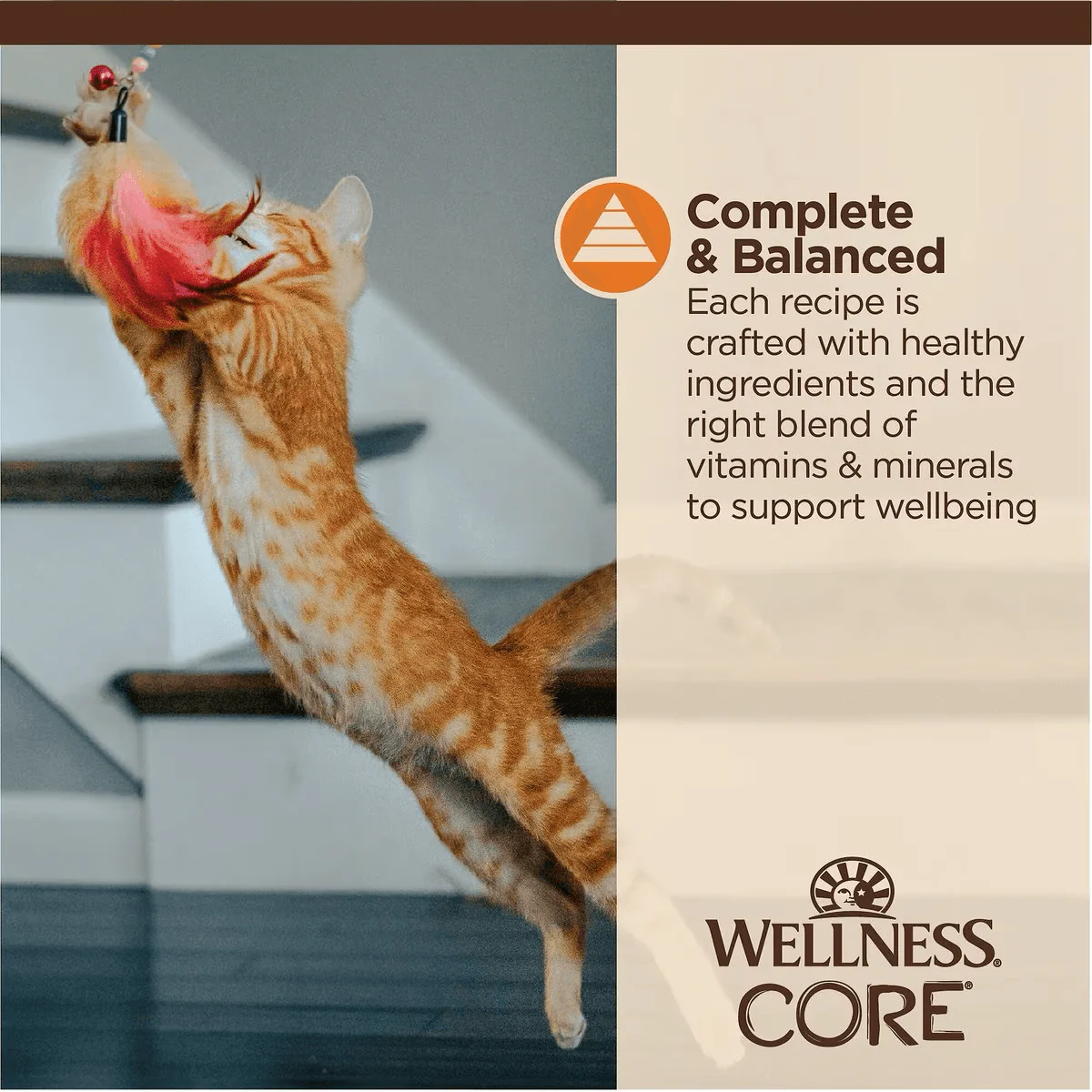 Wellness CORE Tiny Tasters Minced Chicken in Gravy Wet Cat Food - Image 4