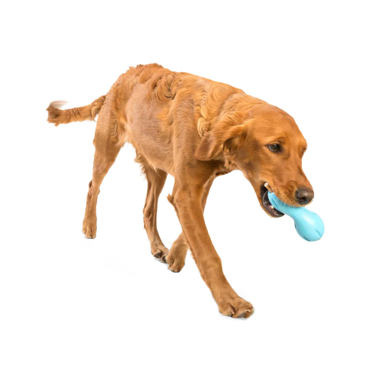 West Paw Zogoflex Qwizl Aqua - Image 4